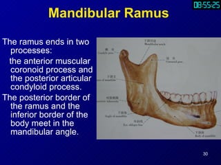 Rounded Ramus Part1.Anatomy | PPT
