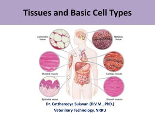 Tissues and Basic Cell Types
Dr. Catthareeya Sukwan (D.V.M., PhD.)
Veterinary Technology, NRRU
 