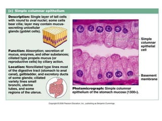 Part 1-Animal tissue and basic cell types.pptx