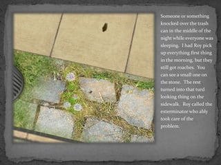 Someone or something knocked over the trash can in the middle of the night while everyone was sleeping.  I had Roy pick up everything first thing in the morning, but they still got roaches.  You can see a small one on the stone.  The rest turned into that turd looking thing on the sidewalk.  Roy called the exterminator who ably took care of the problem.