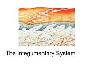 The Integumentary System
 