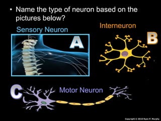 • Name the type of neuron based on the
pictures below?
Sensory Neuron
Interneuron
Motor Neuron
Copyright © 2010 Ryan P. Murphy
 