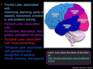 • Frontal Lobe- associated
with
reasoning, planning, parts of
speech, movement, emotion
s, and problem solving
• Parietal Lobe- associated
with
movement, orientation, reco
gnition, perception of stimuli
• Occipital Lobe- associated
with visual processing
• Temporal Lobe- associated
with perception and
recognition of auditory
stimuli, memory, and speech
Copyright © 2010 Ryan P. Murphy
Learn more about the lobes of the brain
at…
http://faculty.washington.edu/chudler/lob
e.html
 