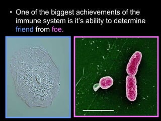 • One of the biggest achievements of the
immune system is it’s ability to determine
friend from foe.
 