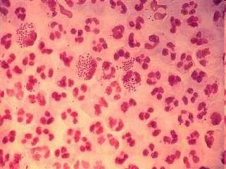 Immune System Lesson PowerPoint