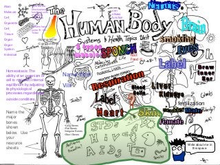 Immune System Lesson PowerPoint