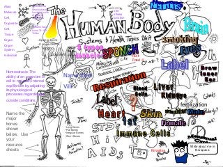 Immune System Lesson PowerPoint