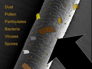 Dust
Pollen
Particulates
Bacteria
Viruses
Spores
 