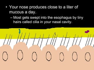• Your nose produces close to a liter of
mucous a day.
– Most gets swept into the esophagus by tiny
hairs called cilia in your nasal cavity.
 