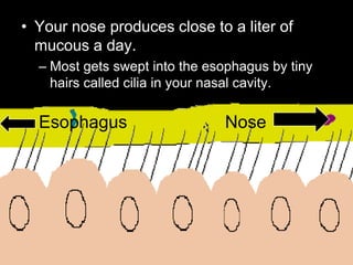 • Your nose produces close to a liter of
mucous a day.
– Most gets swept into the esophagus by tiny
hairs called cilia in your nasal cavity.
Esophagus Nose
 