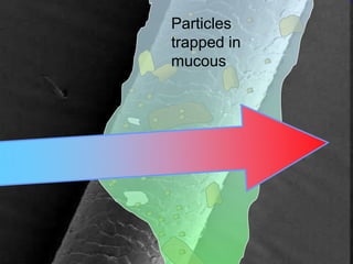 Particles
trapped in
mucous
 
