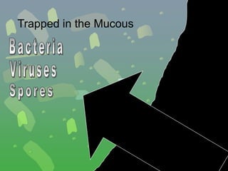 Trapped in the Mucous
 