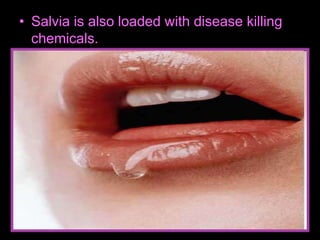 • Salvia is also loaded with disease killing
chemicals.
 