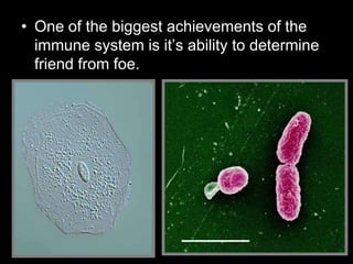 • One of the biggest achievements of the
immune system is it’s ability to determine
friend from foe.
 