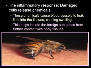 • The inflammatory response: Damaged
cells release chemicals.
– These chemicals cause blood vessels to leak
fluid into the tissues, causing swelling.
– This helps isolate the foreign substance from
further contact with body tissues.
 