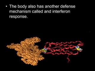 • The body also has another defense
mechanism called and interferon
response.
 