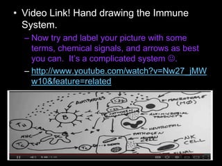• Video Link! Hand drawing the Immune
System.
– Now try and label your picture with some
terms, chemical signals, and arrows as best
you can. It’s a complicated system .
– http://www.youtube.com/watch?v=Nw27_jMW
w10&feature=related
 