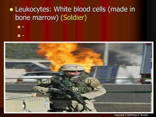  Leukocytes: White blood cells (made in
bone marrow) (Soldier)
 -
 -
Copyright © 2010 Ryan P. Murphy
 