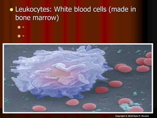  Leukocytes: White blood cells (made in
bone marrow)
 -
 -
Copyright © 2010 Ryan P. Murphy
 