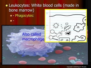  Leukocytes: White blood cells (made in
bone marrow)
 - Phagocytes:
 -
Copyright © 2010 Ryan P. Murphy
Also called
macrophage
 