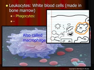  Leukocytes: White blood cells (made in
bone marrow)
 - Phagocytes:
 -
Copyright © 2010 Ryan P. Murphy
Also called
macrophage
 