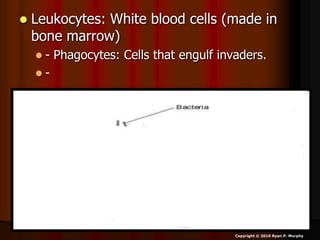  Leukocytes: White blood cells (made in
bone marrow)
 - Phagocytes: Cells that engulf invaders.
 -
Copyright © 2010 Ryan P. Murphy
 