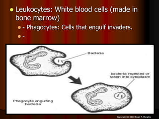  Leukocytes: White blood cells (made in
bone marrow)
 - Phagocytes: Cells that engulf invaders.
 -
Copyright © 2010 Ryan P. Murphy
 