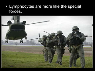 • Lymphocytes are more like the special
forces.
 