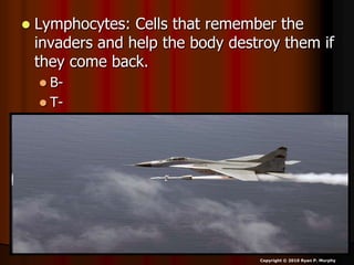  Lymphocytes: Cells that remember the
invaders and help the body destroy them if
they come back.
 B-
 T-
Copyright © 2010 Ryan P. Murphy
 