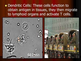  Dendritic Cells: These cells function to
obtain antigen in tissues, they then migrate
to lymphoid organs and activate T cells.
 