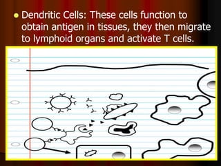  Dendritic Cells: These cells function to
obtain antigen in tissues, they then migrate
to lymphoid organs and activate T cells.
 