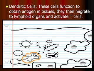  Dendritic Cells: These cells function to
obtain antigen in tissues, they then migrate
to lymphoid organs and activate T cells.
 