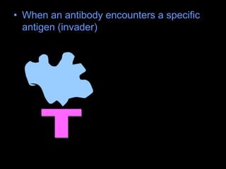 • When an antibody encounters a specific
antigen (invader)
 
