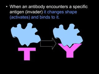 • When an antibody encounters a specific
antigen (invader) it changes shape
(activates) and binds to it.
 