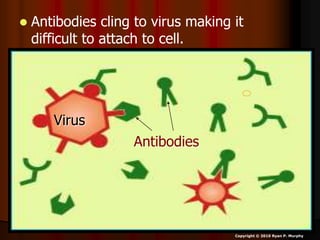  Antibodies cling to virus making it
difficult to attach to cell.
Virus
Antibodies
Copyright © 2010 Ryan P. Murphy
 