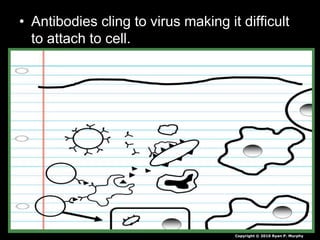 • Antibodies cling to virus making it difficult
to attach to cell.
Virus
Antibodies
Copyright © 2010 Ryan P. Murphy
 