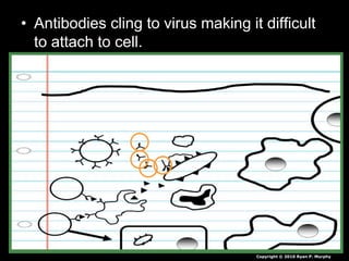 • Antibodies cling to virus making it difficult
to attach to cell.
Virus
Antibodies
Copyright © 2010 Ryan P. Murphy
 