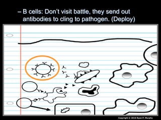 – B cells: Don’t visit battle, they send out
antibodies to cling to pathogen. (Deploy)
Copyright © 2010 Ryan P. Murphy
 