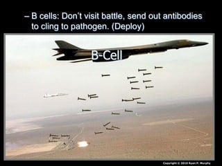 – B cells: Don’t visit battle, send out antibodies
to cling to pathogen. (Deploy)
Copyright © 2010 Ryan P. Murphy
B-Cell
 