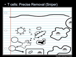 • T cells: Precise Removal (Sniper)
Copyright © 2010 Ryan P. Murphy
 