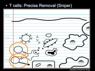 • T cells: Precise Removal (Sniper)
Copyright © 2010 Ryan P. Murphy
 