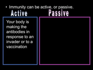 • Immunity can be active, or passive.
Your body is
making the
antibodies in
response to an
invader or to a
vaccination
 
