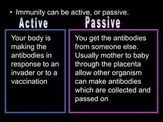 • Immunity can be active, or passive.
Your body is
making the
antibodies in
response to an
invader or to a
vaccination
You get the antibodies
from someone else.
Usually mother to baby
through the placenta
allow other organism
can make antibodies
which are collected and
passed on
 