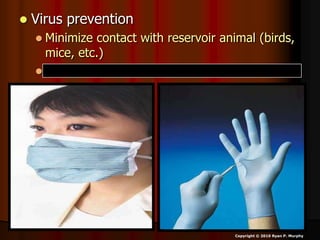 Virus prevention
 Minimize contact with reservoir animal (birds,
mice, etc.)
 Minimize person to person contact
Copyright © 2010 Ryan P. Murphy
 