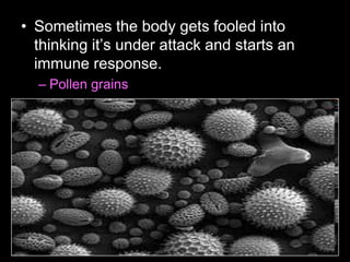 • Sometimes the body gets fooled into
thinking it’s under attack and starts an
immune response.
– Pollen grains
 
