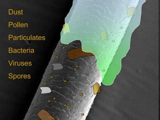Dust
Pollen
Particulates
Bacteria
Viruses
Spores
 