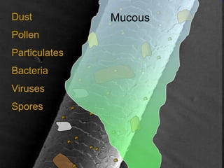 Dust
Pollen
Particulates
Bacteria
Viruses
Spores
Mucous
 