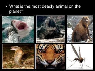 Immune System Lesson PowerPoint