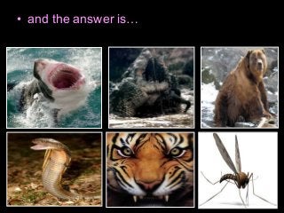 Immune System Lesson PowerPoint