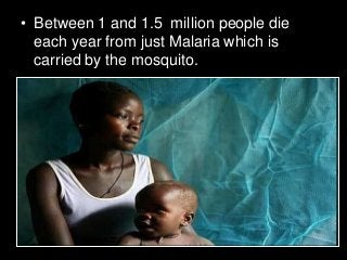 Immune System Lesson PowerPoint